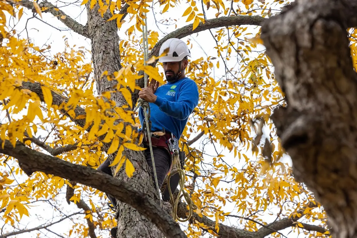Skilled Tree Planting crew working in Keene